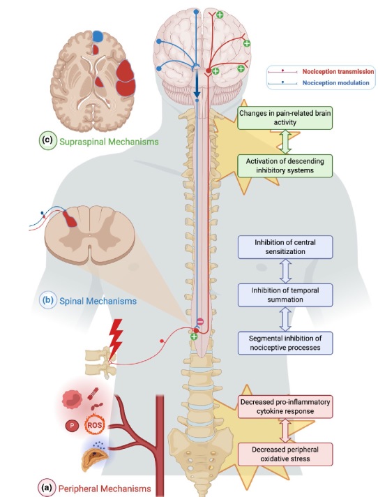 Neurophysiological mechanisms of spinal manipulation. pubmed.ncbi.nlm.nih.gov/33786932/