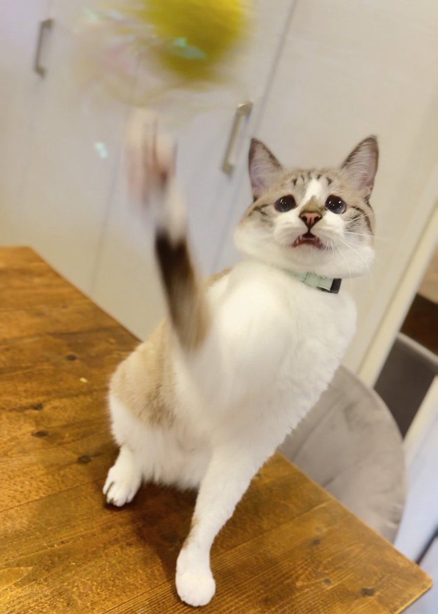 くらえ！みんちゃんパンチ((( つ•̀ω•́)つ💥