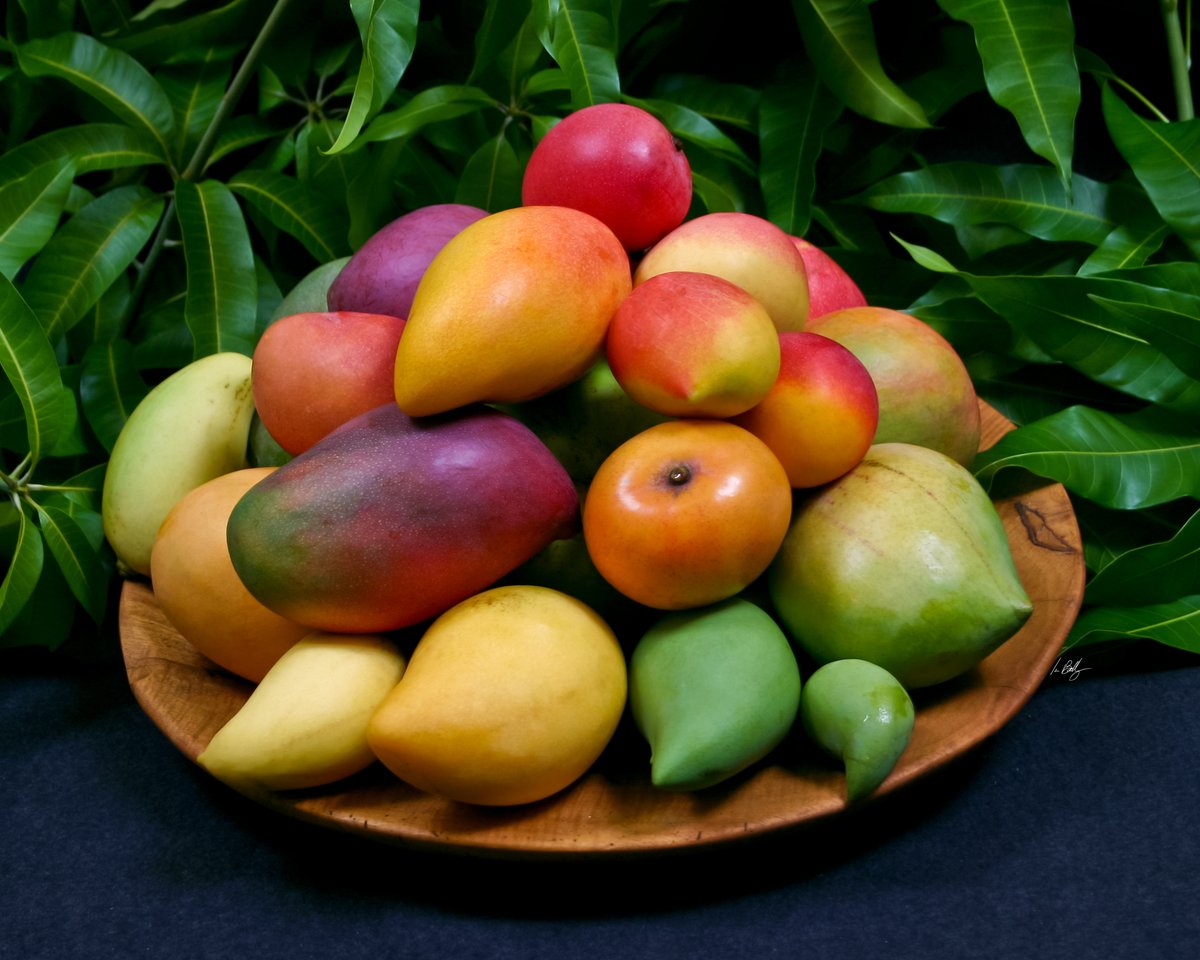 EELaboratory's tweet image. Passionate about plant molecular biology, crop genomics and agriculture? The Hawkesbury Institute for the Environment is seeking a Postdoctoral Research Fellow to discover genomic mechanisms regulating mango fruit quality traits
seek.com.au/job/78812317