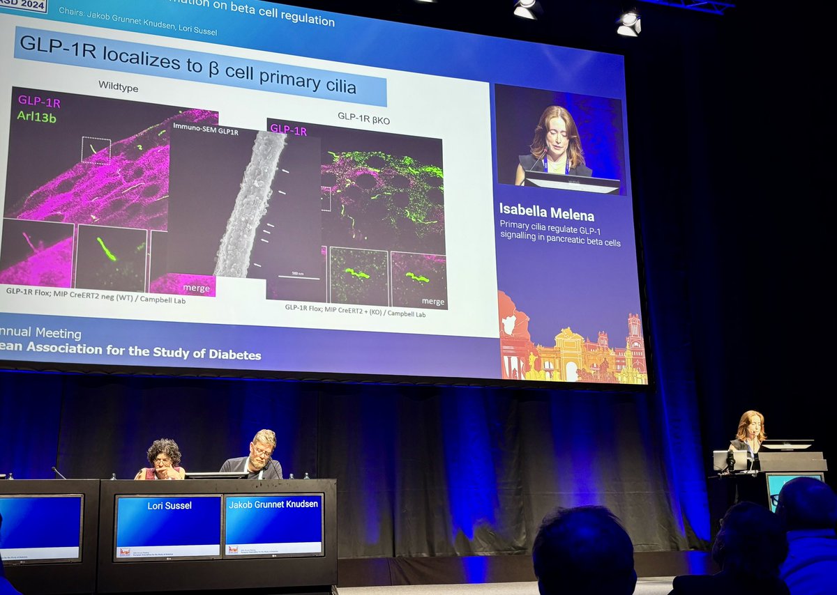 Jing Hughes (@jinghughes) on Twitter photo Bella Melena <a href="/bmelena48/">Bella Melena</a> debuting her PhD project ✨ thank you #EASD for focusing on trainees and for the travel grant ✨ go cilia go Bella Melena <a href="/bmelena48/">Bella Melena</a> debuting her PhD project ✨ thank you #EASD for focusing on trainees and for the travel grant ✨ go cilia go