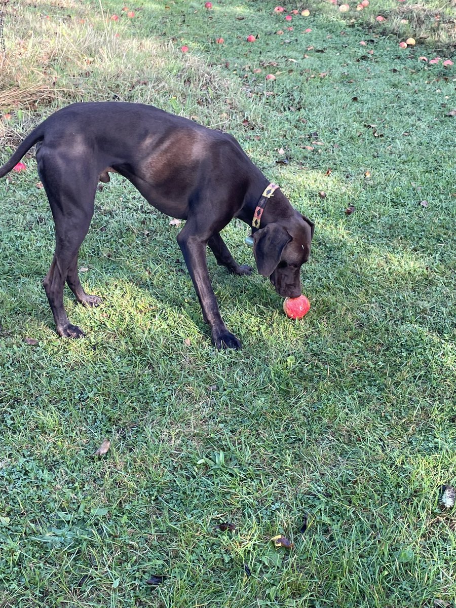 Seven Trees Cider tweet media