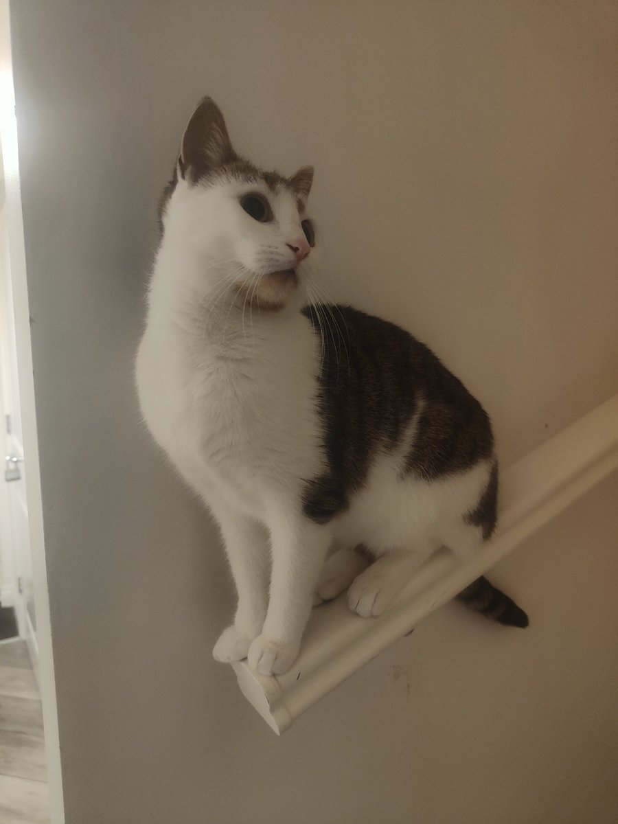 Dagon in places she shouldn't be... I'm not sure why, but she loves climbing on the banister rails whenever she can 🤣