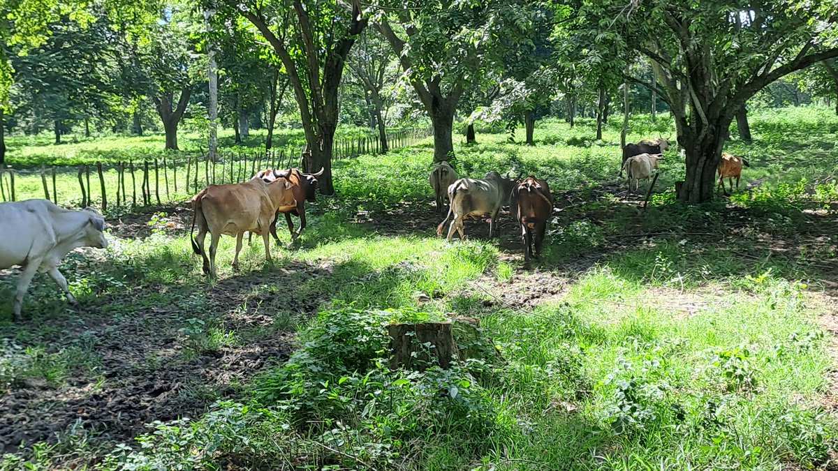 Guillaume Duteurtre (@guillaumeduteu1) on Twitter photo La direction de <a href="/SelmetUmr/">UMR Selmet</a> en visite à Cuba dans la province de Camagüey. L'objectif du projet Proylaif Agroverde est d'accompagner le développement de systèmes d'élevage agroforestiers.
Merci a l'université de Camagüey et aux partenaires du projet Minag, AFD, UE. @cirad @inrae La direction de <a href="/SelmetUmr/">UMR Selmet</a> en visite à Cuba dans la province de Camagüey. L'objectif du projet Proylaif Agroverde est d'accompagner le développement de systèmes d'élevage agroforestiers.
Merci a l'université de Camagüey et aux partenaires du projet Minag, AFD, UE. @cirad @inrae