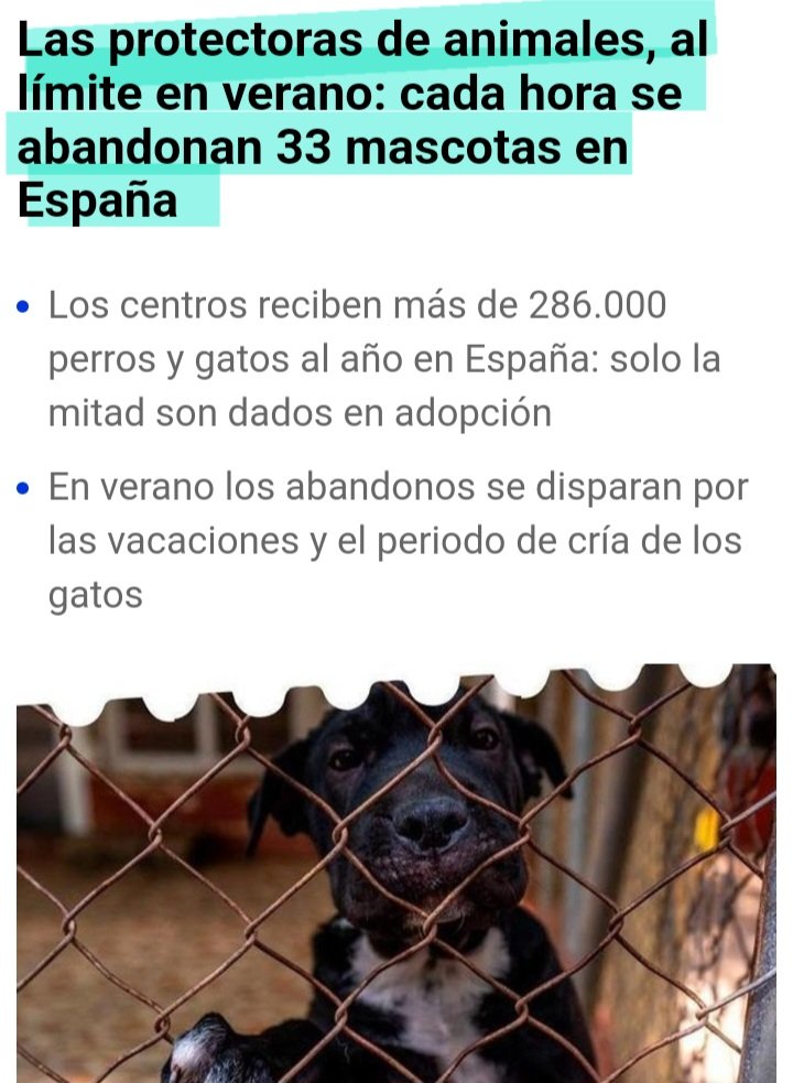 Tanta preocupación por el santuario de Frank Cuesta. 
Un tipo que ha hecho de los animales un negocio y defiende la tauromaquia.
Si queréis ayudar a los animales acudid a refugios en España. 
Están colapsados, sobreviven a duras penas.
"Patriotas, apadrinad perros españoles" 🤔