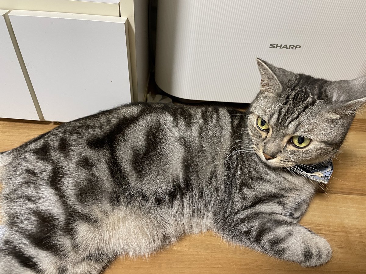 模様がホラー😱
#猫 #猫のいる暮らし #アメショ