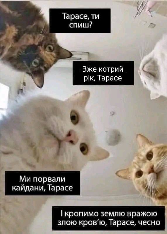 babaikit's tweet image. 