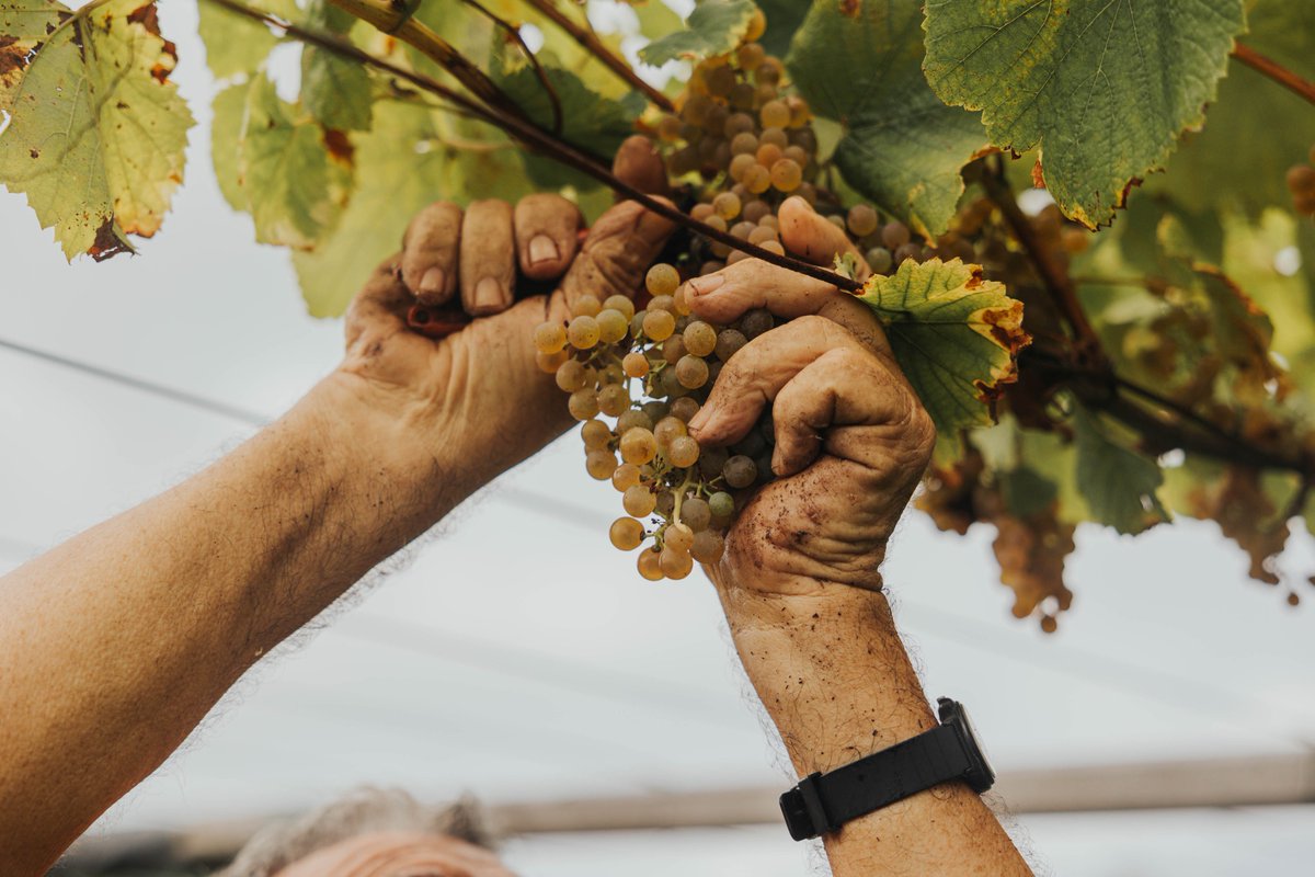 Recogemos cada racimo de uvas con cuidado y cariño, el resultado será deleitarnos con los sabores de nuestros #albariños en unos meses 🥂🥂#Vendimia2024