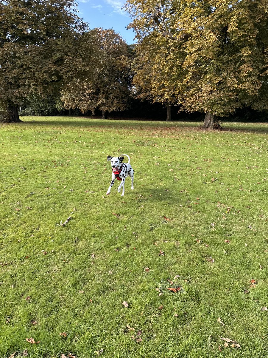 Ian_RG's tweet photo. Gonna miss this boy for the next couple of weeks
#dalmatian #dalmation #dalmatians #dalmata #dalmatiansofinstagram #dalmatiner #dalmatiannation #dalmatianclubfactures #dalmatian_feature #dalmatianlove #dalmatians_of_instagram #dalmatian_pics #spottydogs #dalmatianworld https://t.co/JZ4gbWaywy