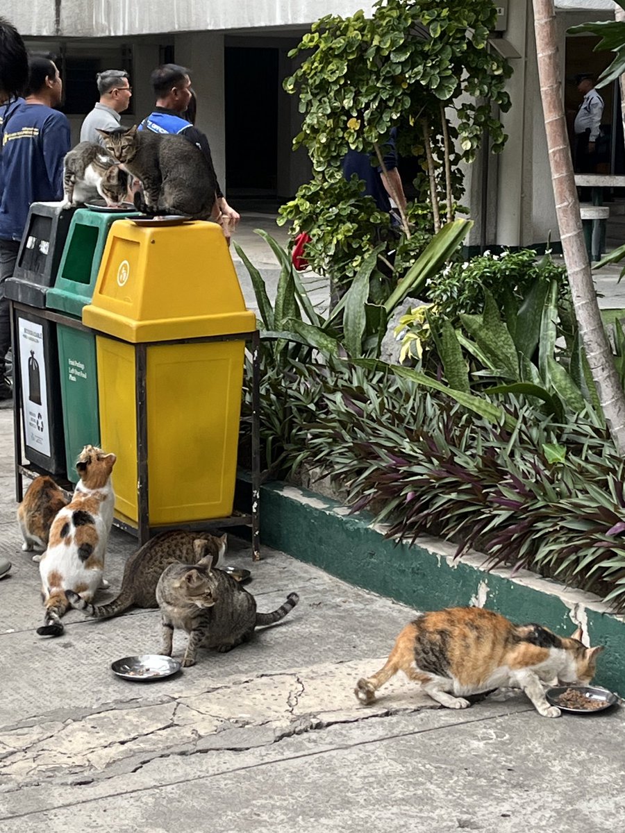 572dotcom's tweet image. car assembly :3 + free ice cream! ⭐️