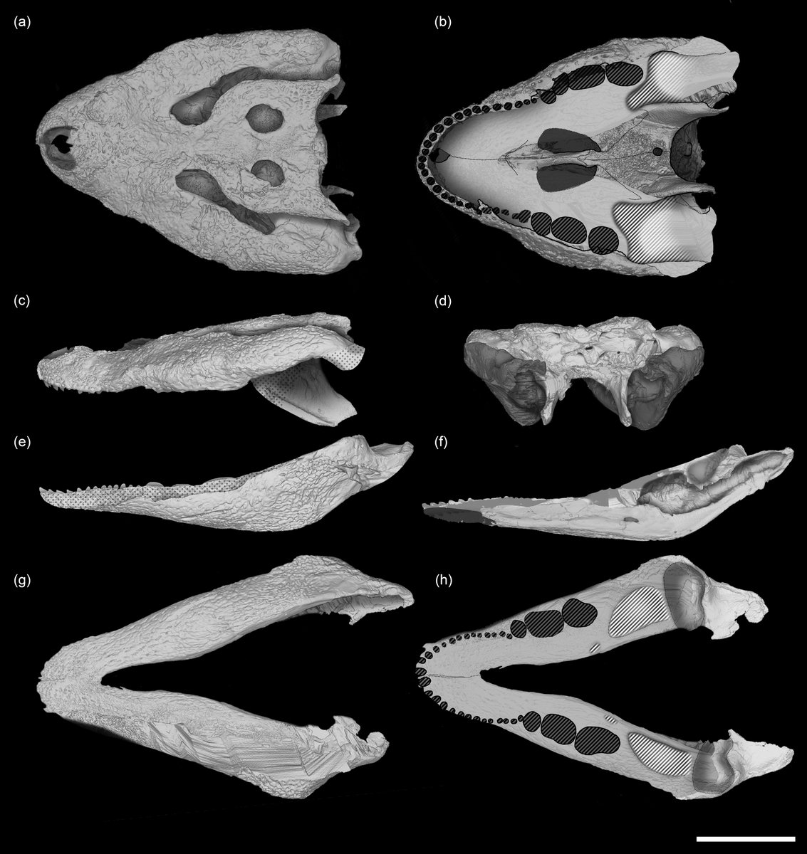 Excited to share our new cranial anatomical description of Acynodon adriaticus, a small eusuchian croc from Villaggio del Pescatore in the <a href="/AnatRecord/">The Anatomical Record</a>, led by PhD student Marco Muscioni #FossilFriday #OA 👉doi.org/10.1002/ar.255… 1/5