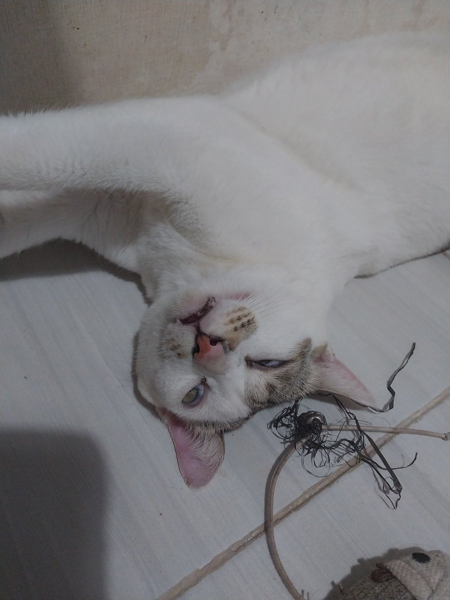 noodlecheeseeee's tweet photo. @petsfess panggil aja namanya "abang"
kucing yang kutemukan depan kos'an💛🤏 https://t.co/bHfvu5ooZ3