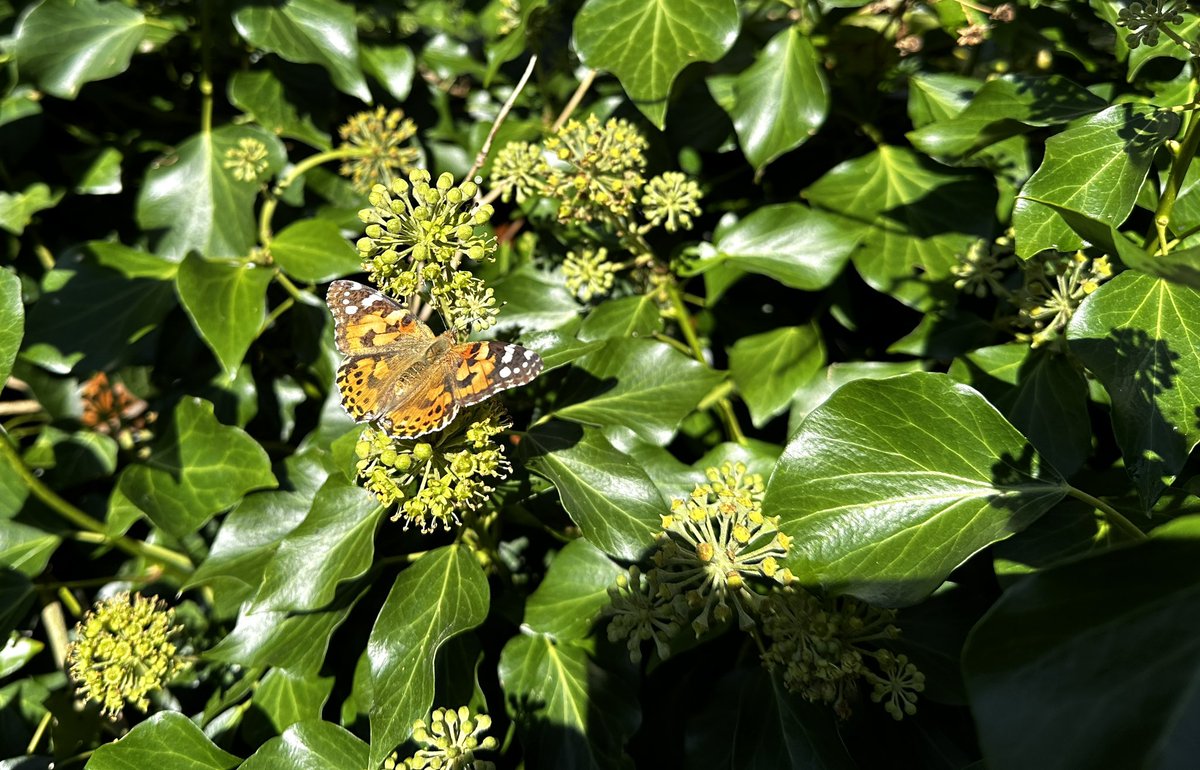 The Ivy in our Colchester garden is now humming with insects in the glorious September sunshine. Bees, flies, Hornets, Small Copper, Red Admirals and this Painted Lady.