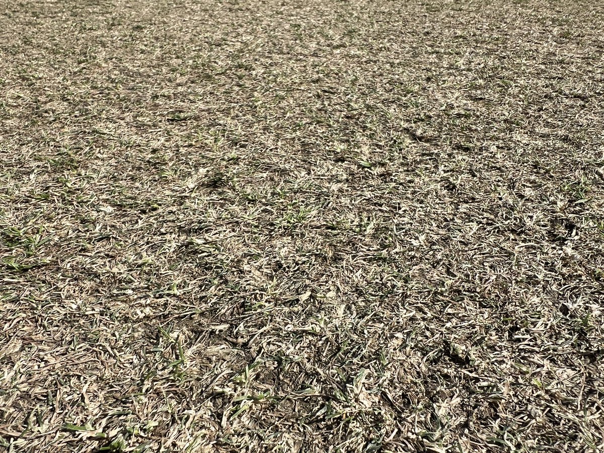 Last deck of the season, all ready for tomorrow’s <a href="/ThurlowNunnEAPL/">Thurlow Nunn East Anglian Premier League</a> <a href="/CopdockOlCC/">Copdock & Old Ipswichian Cricket Club</a> v <a href="/SwardestonCC/">Swardeston CC</a>. Everything to play for… Reno’s booked in for Monday when we start all over again for next year! <a href="/ParkersPitches/">Parkers Pitches Ltd</a> <a href="/auto_roller/">Auto-Roller</a> <a href="/DennisMowers/">Dennis Mowers</a> <a href="/SISISMachinery/">SISIS Machinery</a> <a href="/BarenbrugUK/">Barenbrug UK</a>
