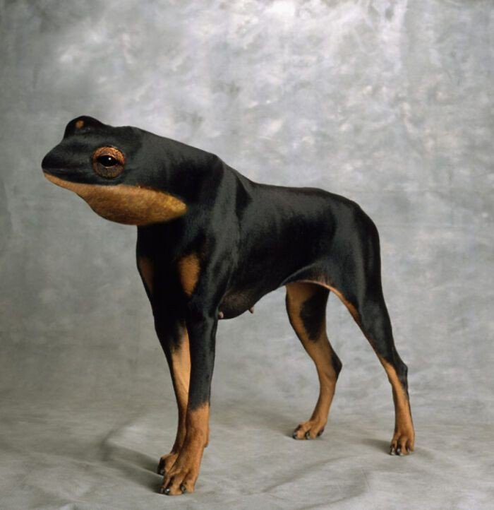 KUMPULAN IDE TEBAK GAMBAR HEWAN TERNGAKAK!!🤣

= A Thread =