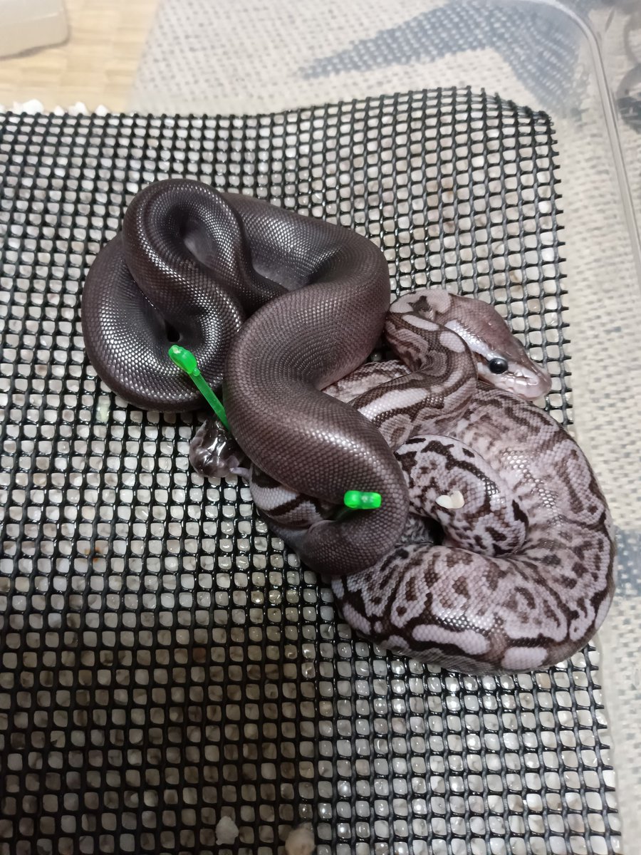 チェシャ猫a.k.a. 猫さん tweet media