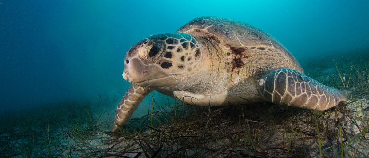 Activities such as mining, dredging or heavy fishing still legal in over 80% of the #EU’s marine protected area #MPAs

stockholmresilience.org/research/resea…