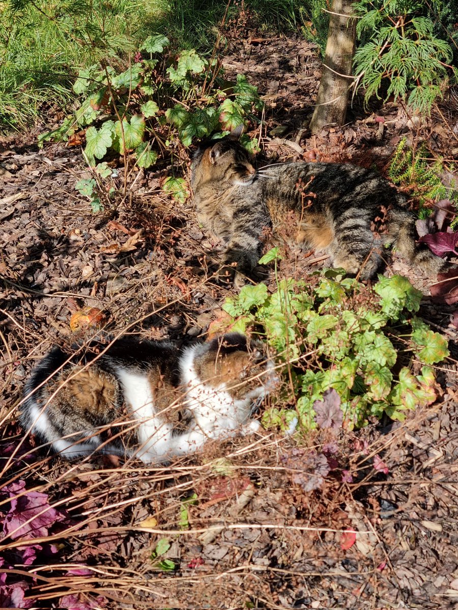 There are two cats in this pic. I think I'm quite well catmouflaged - I'd maybe score my stealth mode a good 7/10. 
#Hedgewatch
Mack ✨️