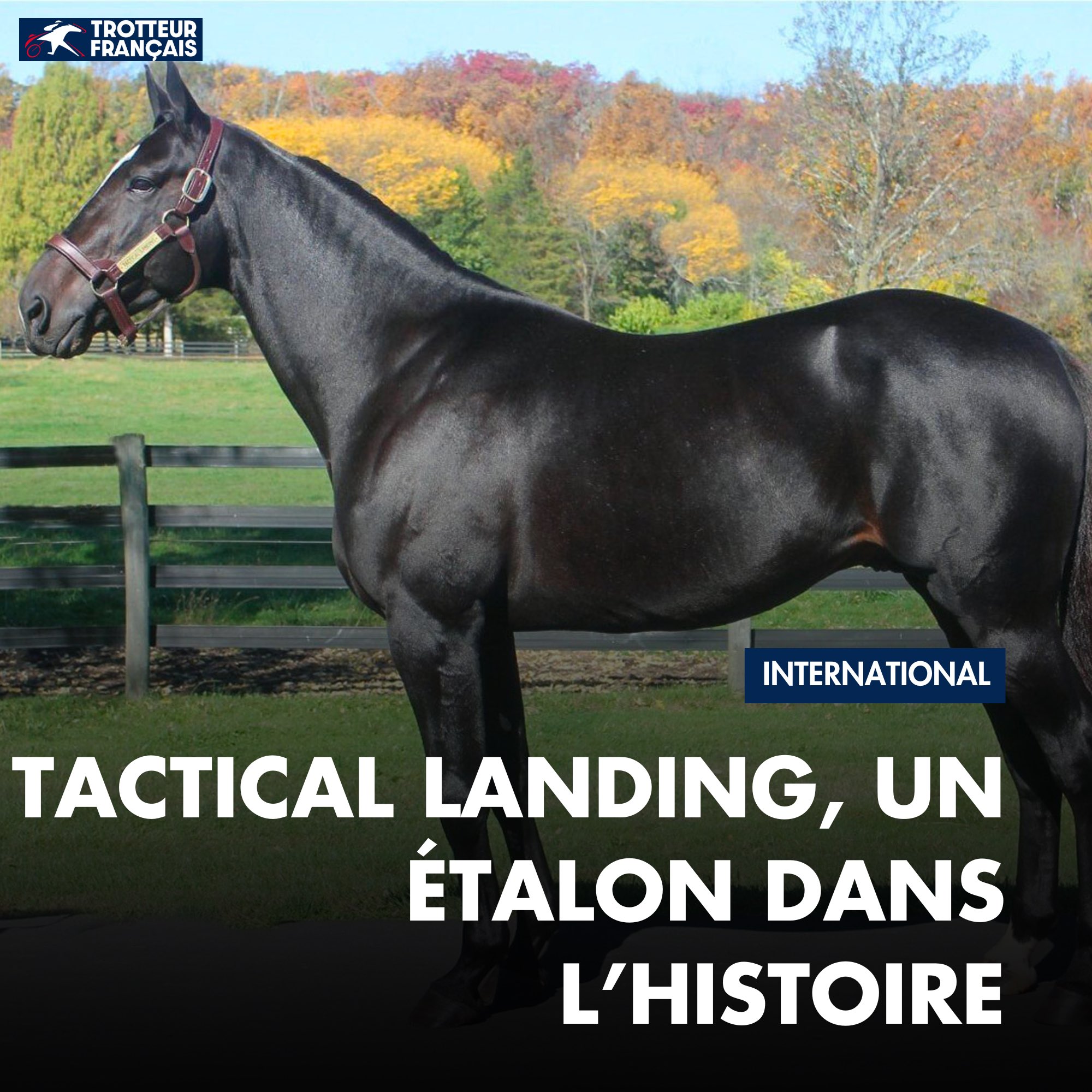 Trotteur Francais on X Une demarche historique pour un etalon de renommee mondiale https t Kpzm7oxyvs https t LlifZVwAZ8 X