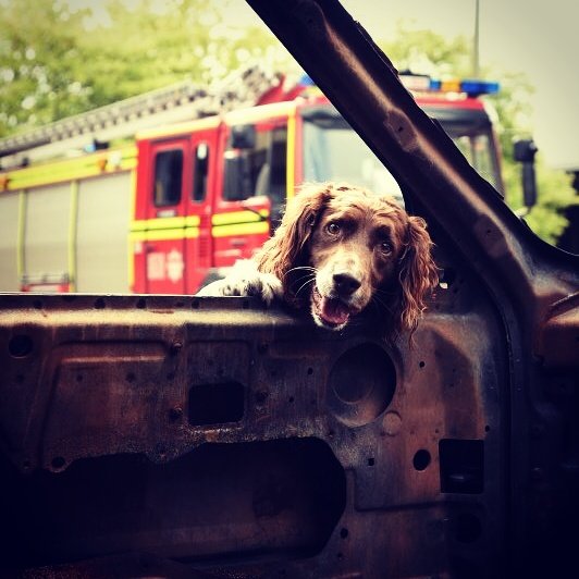 Hants_IOW Fire Dogs tweet media