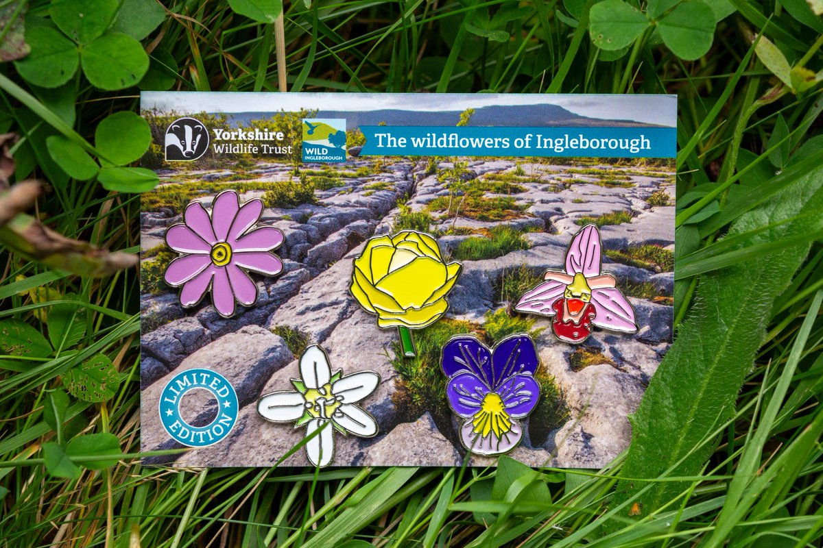 Hello Flower! 🌸

We’ve created a Limited Edition, collectable gift set of five stunning wildflower pin badges, to support our work in the Yorkshire Dales - isn’t that blooming lovely!

ywtshop.org.uk/product/ingleb…

<a href="/YWT_North/">Yorkshire Wildlife Trust - North Yorkshire</a>