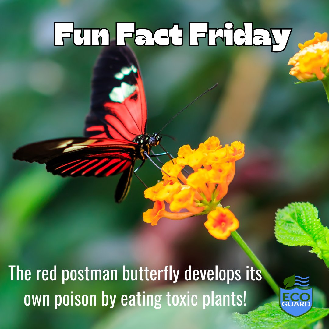 ecoguardkansas's tweet image. Well that&apos;s one heck of a way to defend against predators!

#EcoGuardPestControl #postmanbutterflies #toxicbugs