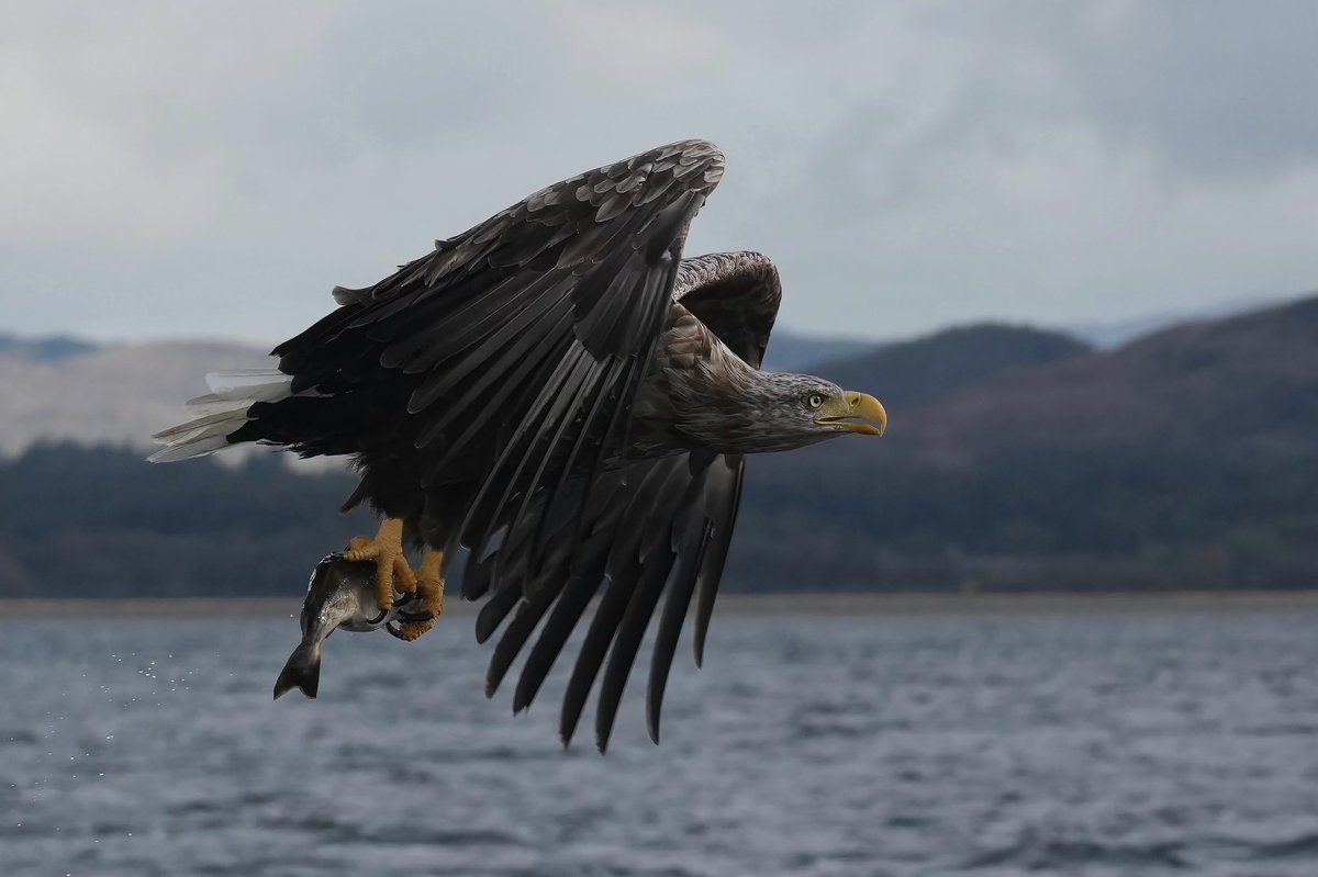 sallybirding's tweet photo. Bucket list tick today. An amazing trip out with @mullcharters I want to go again! What an experience, thank you guys! 🦅 https://t.co/ekVm8t7YfJ