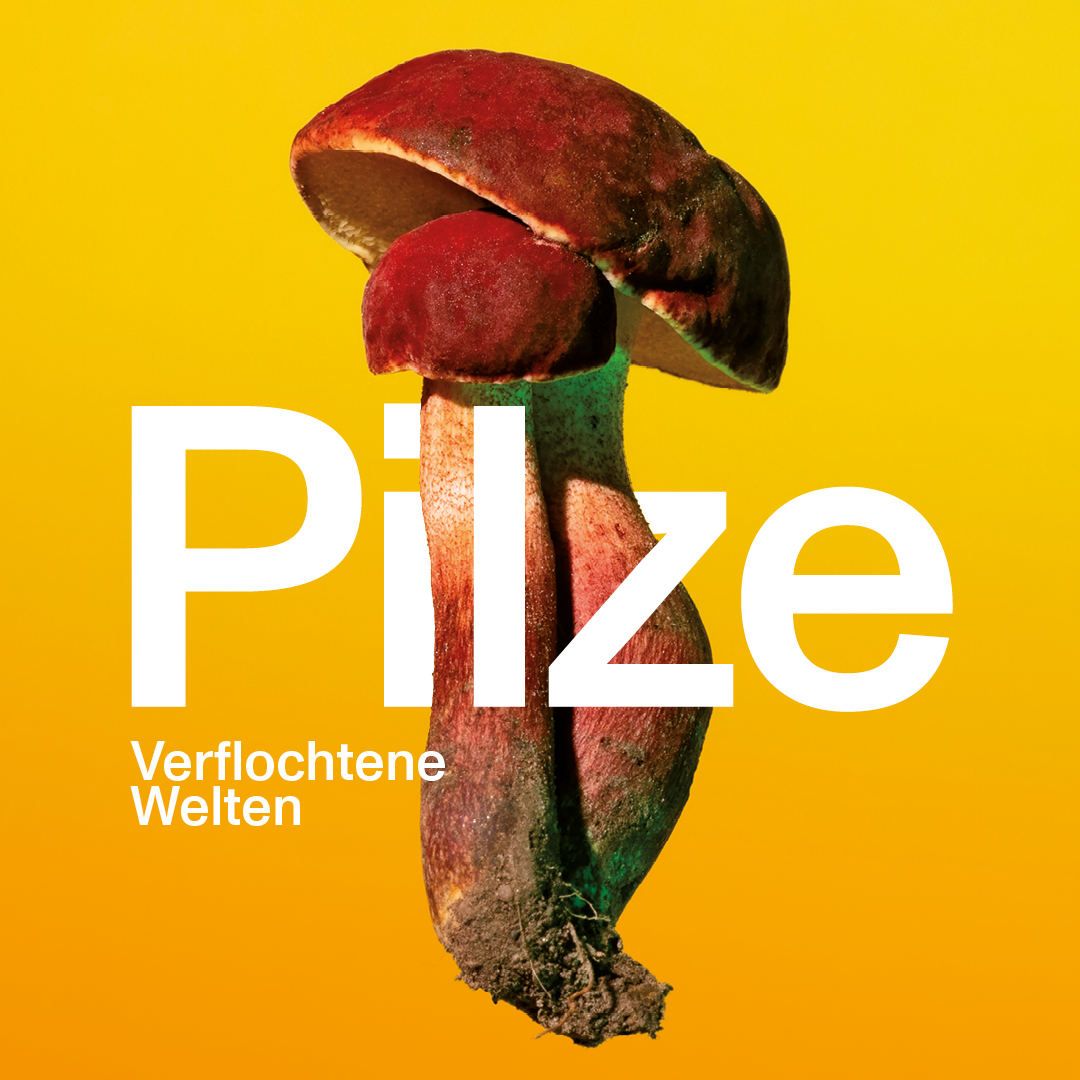 We are very happy to be part of the upcoming exhibition "Pilze – Verflochtene Welten" / “Mushrooms – Interconnected Worlds” 🍄 at Museum Sinclair-Haus in Bad Homburg, #Germany. Don't miss the chance to see our documentary "10 Days in the Forest," directed by Mateo Barrenengoa 🙌🏽