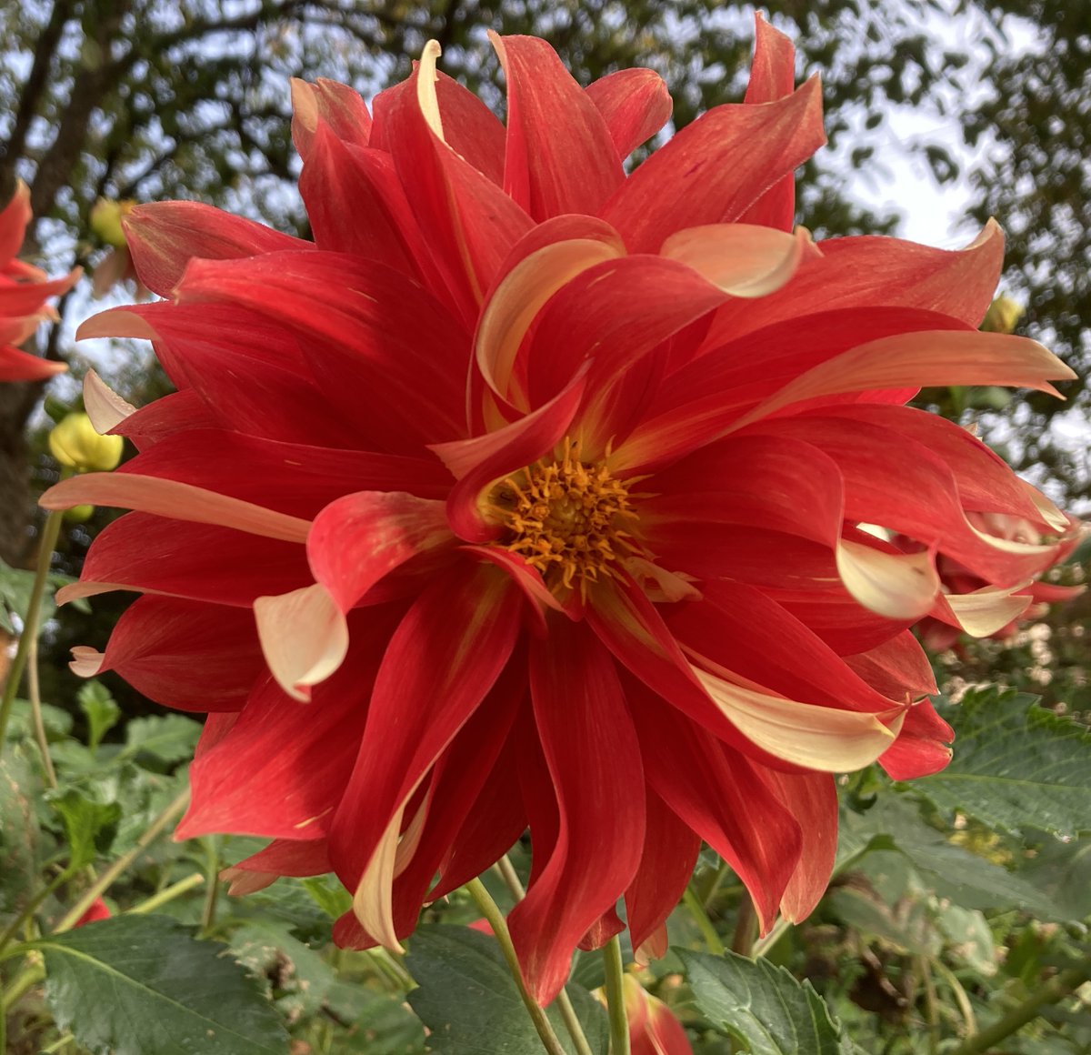 Today on Samantha Heller's Health and Nutrition show, <a href="/NYUDocs/">Doctor Radio</a>, 12-2 pm ET: Dr Matthew Silvis on the pros and cons of #supplements. Alycea Ungaro shares the benefits of #pilates. Rich Weil joins me to discuss #weightloss medications, #diabetes, &amp; more. 877-NYU-DOCS.