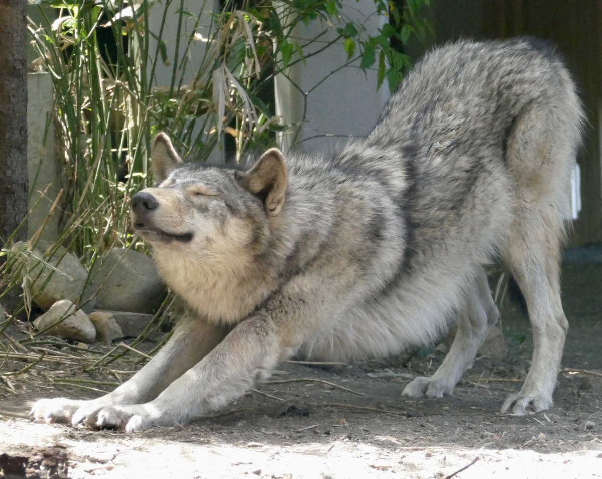 JimmyBelvins's tweet image. remember to stretch!