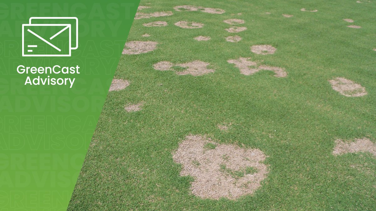 SyngentaTurf's tweet image. Lane Tredway, Ph.D. takes the guess work out of identifying and controlling #SpringDeadSpot and #LargePatch. Check out his guide on what to look out for when spotting these diseases: bit.ly/4gi60iO