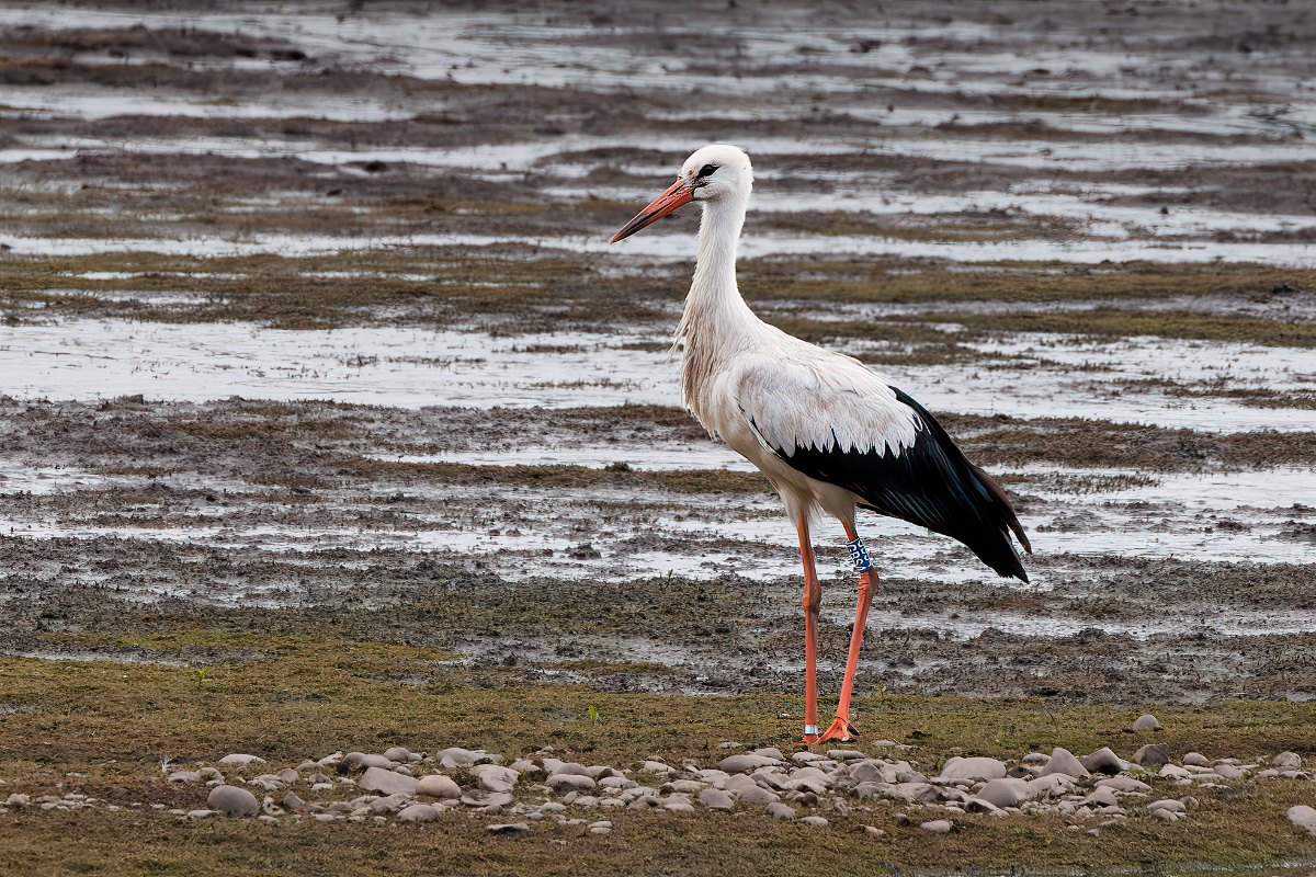 Derek Lees (@derek_lees) on Twitter photo White Stork (Ciconia ciconia)
Taken in Tad Bay at Blithfield Reservoir (WMBC Permit Only), Staffordshire, UK.
13/09/2024
#WhiteStork
<a href="/Staffsbirdnews/">Staffs Bird News</a>
<a href="/WestMidBirdClub/">West Midland Bird Club</a>
@WestMidsBirding
<a href="/RareBirdAlertUK/">RareBirdAlertUK</a> White Stork (Ciconia ciconia)
Taken in Tad Bay at Blithfield Reservoir (WMBC Permit Only), Staffordshire, UK.
13/09/2024
#WhiteStork
<a href="/Staffsbirdnews/">Staffs Bird News</a>
<a href="/WestMidBirdClub/">West Midland Bird Club</a>
@WestMidsBirding
<a href="/RareBirdAlertUK/">RareBirdAlertUK</a>
