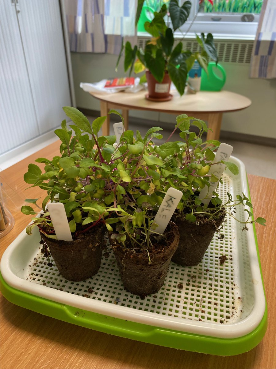NHSGGC - Mental Health Occupational Therapists (@nhsggcmhot) on Twitter photo West Dunbarton Older Adult CMHT OT's have been doing indoor gardening activities with patients. They planted microgreen shoots, including Kale and Pak Choi🌱. The patients then took responsibility to look after them independently, which has been working well! <a href="/lindseyohare_OT/">Lindsey O'Hare</a> West Dunbarton Older Adult CMHT OT's have been doing indoor gardening activities with patients. They planted microgreen shoots, including Kale and Pak Choi🌱. The patients then took responsibility to look after them independently, which has been working well! <a href="/lindseyohare_OT/">Lindsey O'Hare</a>