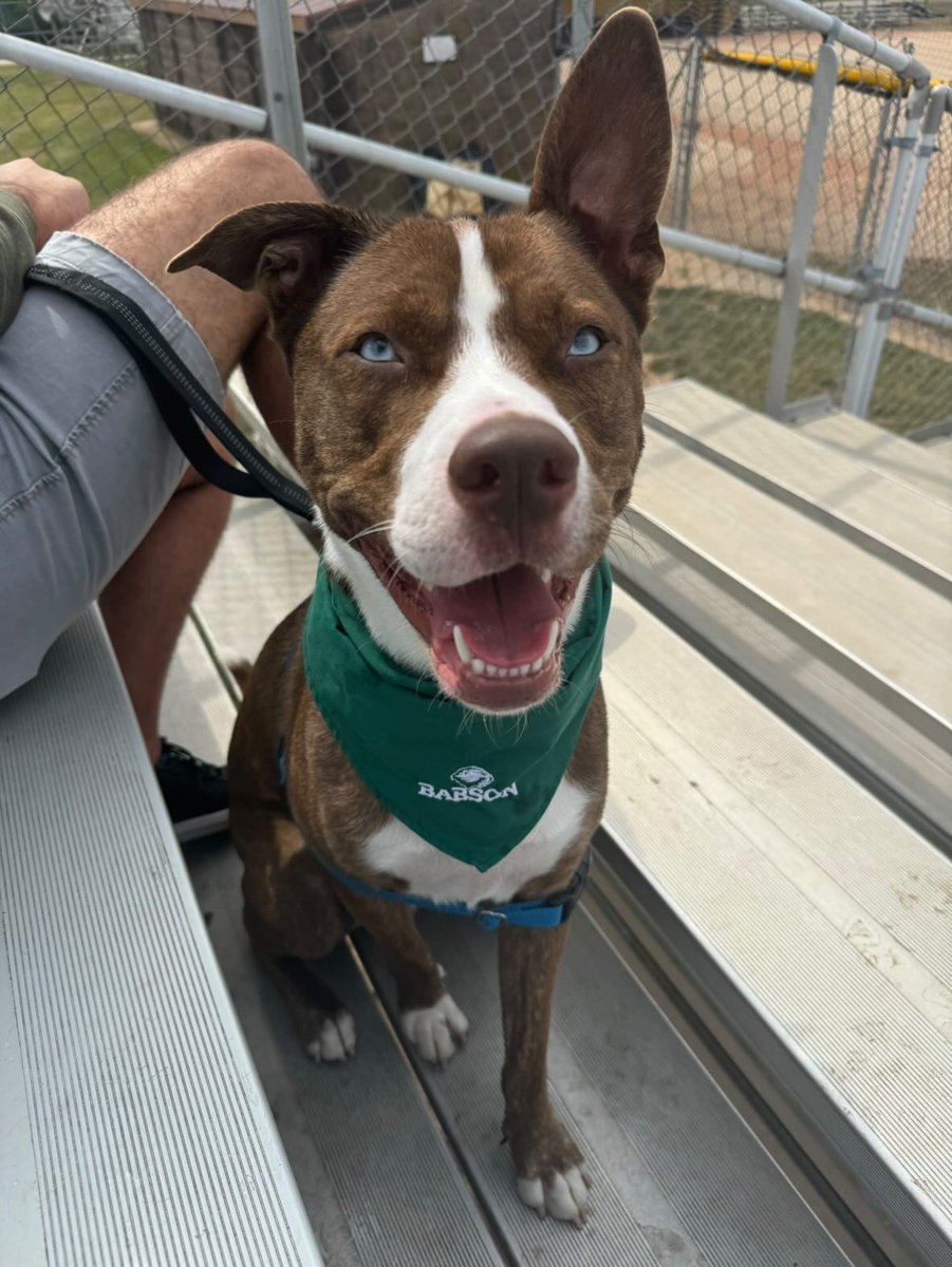 Leo is back to school at <a href="/Babson/">Babson College</a>! Check out our collegiate pet products at more than 1000 campus stores nationwide. #babsoncollege #dogs #dogbandanas #BackToSchool #pets #petparents #campusstores #dogparents #checkusout #petproducts #madeintheusa #allstardogs