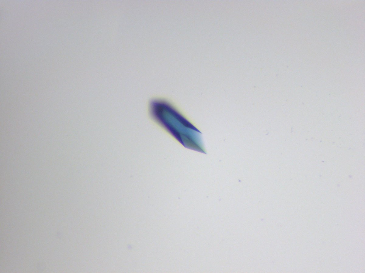 Look at this beautiful copper protein crystal. Looking forward to collecting data from it 🤓 #crystallography #proteins