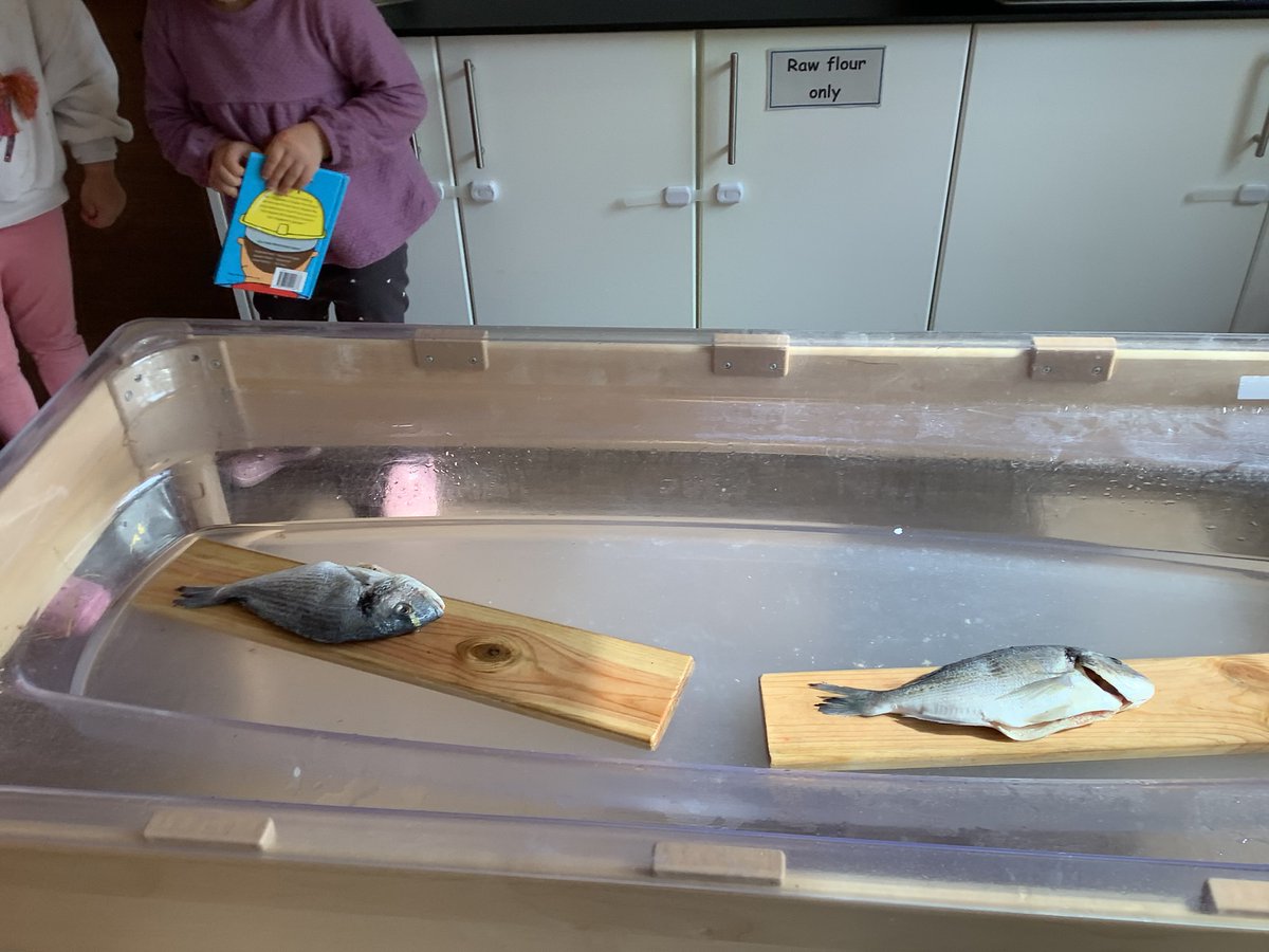 Quarry Brae Primary and Nursery Class (@quarrybraepri) on Twitter photo The #nursery children had access to a first hand experience that linked to their current interest. They used their senses to explore the fish and discussed how it felt and smelled. Some children then dissected it and discussed what it looked like inside.
<a href="/STEMglasgow/">STEM Glasgow</a> The #nursery children had access to a first hand experience that linked to their current interest. They used their senses to explore the fish and discussed how it felt and smelled. Some children then dissected it and discussed what it looked like inside.
<a href="/STEMglasgow/">STEM Glasgow</a>