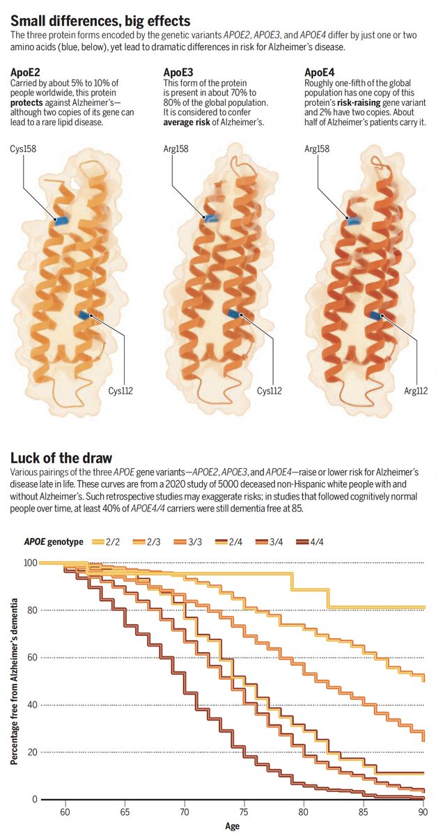 Eric Topol (@erictopol) on Twitter photo The latest on the APOE4 gene and #Alzheimer's disease, summarized so well <a href="/ScienceMagazine/">Science Magazine</a> by <a href="/jocelynkaiser/">Jocelyn Kaiser</a> open-access
science.org/content/articl… The latest on the APOE4 gene and #Alzheimer's disease, summarized so well <a href="/ScienceMagazine/">Science Magazine</a> by <a href="/jocelynkaiser/">Jocelyn Kaiser</a> open-access
science.org/content/articl…