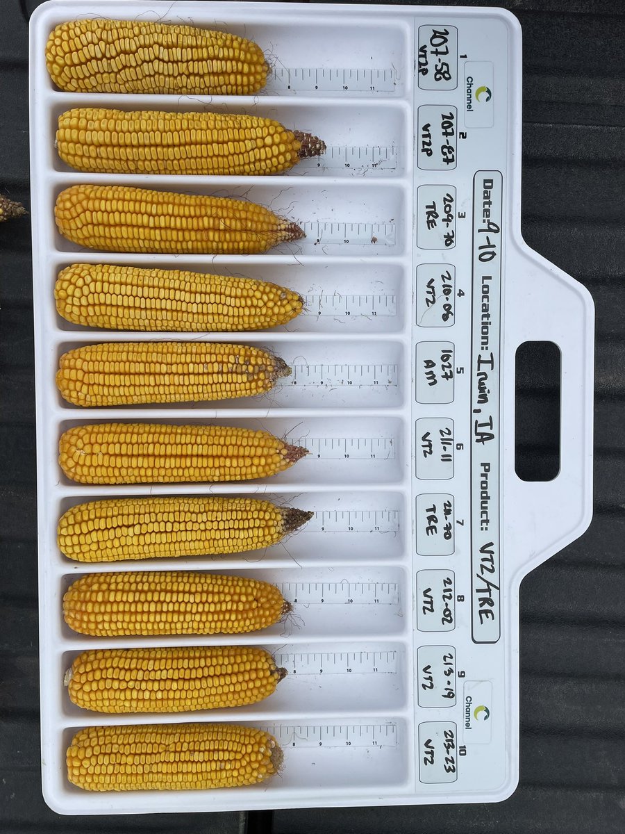 Spent quite a bit of time in my own plot the other day. The @Channel_IA <a href="/ChannelSeed/">Channel Seed</a> lineup is truly the best in the industry in my opinion. Traits, agronomic packages, yield, you name it, there is a corn for you. 😊