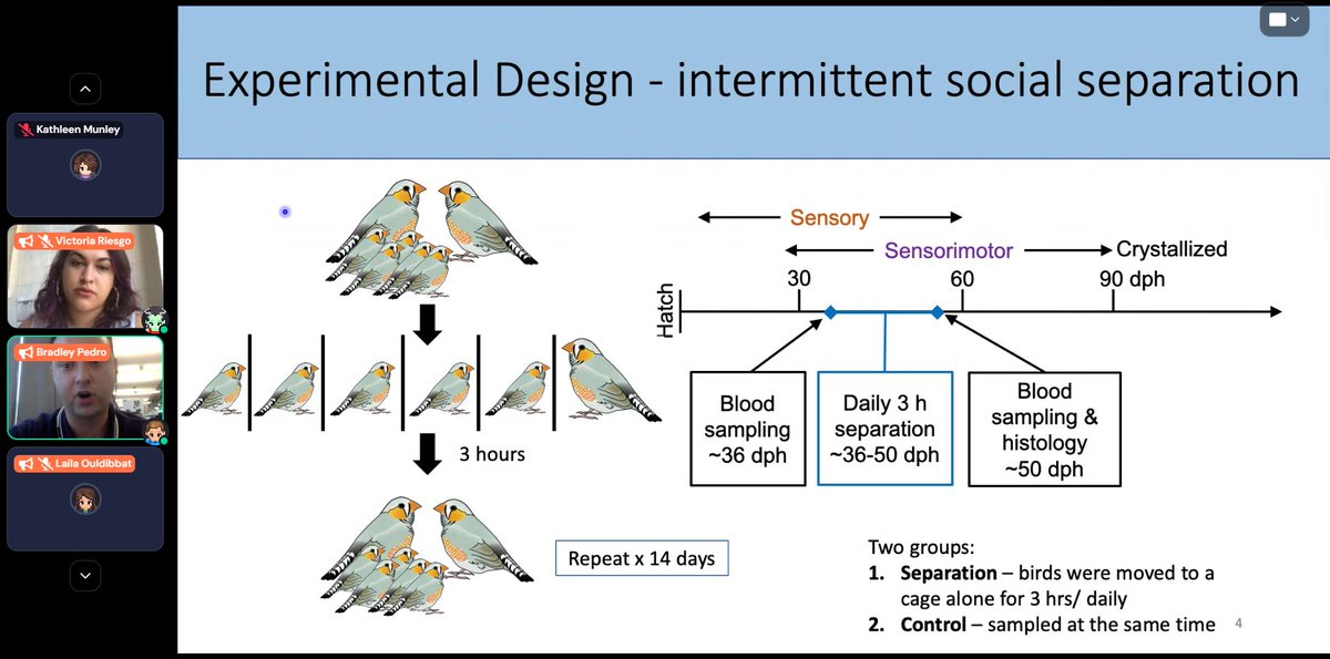 SBN Tweets (@sbntweets) on Twitter photo Happening now: <a href="/bradleypedro/">Bradley Pedro</a> is telling us about his research on the impacts of stress on brain development and behavior in songbirds! Bradley is a Ph.D. candidate in the Romero lab at <a href="/Tufts_Biology/">Tufts Biology Department</a>. π¦ππ§ Happening now: <a href="/bradleypedro/">Bradley Pedro</a> is telling us about his research on the impacts of stress on brain development and behavior in songbirds! Bradley is a Ph.D. candidate in the Romero lab at <a href="/Tufts_Biology/">Tufts Biology Department</a>. π¦ππ§
