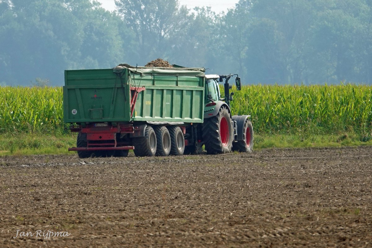 Aardappelrooien met een 4rijer Dewulf bunkerrooier  bij het familiebedrijf   Mohr GmbH &amp; Co Heringsand op een perceel in  Nordermeldorf, het transport gebeurt met een Fendt en een Pronar kipper. 8 september.