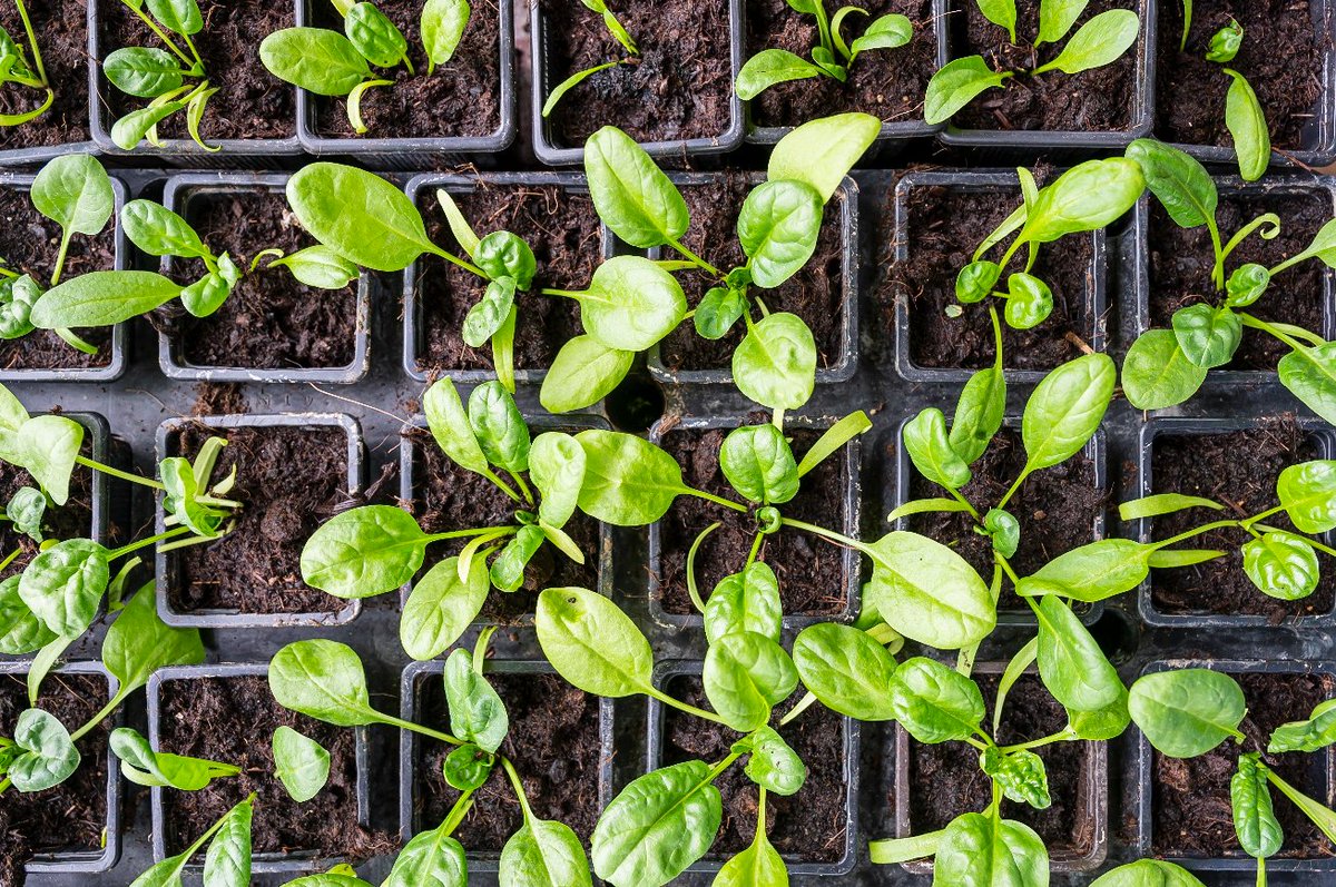 🍃Conseil #jardin
Les jardiniers du Domaine sèment les dernières séries de #légumes pour l'hiver : navet, radis, laitues, chicorées et épinards. 
👉Il est aussi temps de repiquer les poireaux et les choux d'hiver !