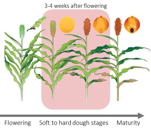 KStateWKREC's tweet image. Ready to estimate your #sorghum yields? Start taking counts 3-4 weeks after flowering. Get all the details on calculating heads, seeds per head, and seed weight here: eupdate.agronomy.ksu.edu/article/grain-… #YieldEstimation  #Sorghum