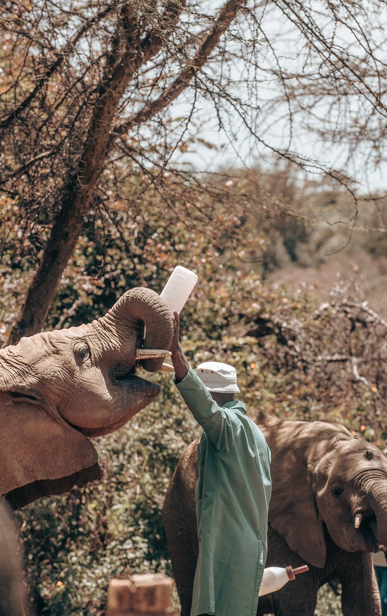 gojolley's tweet photo. Elephant Sanctuary, Kenya 🇰🇪 https://t.co/9Ab95rwhg7