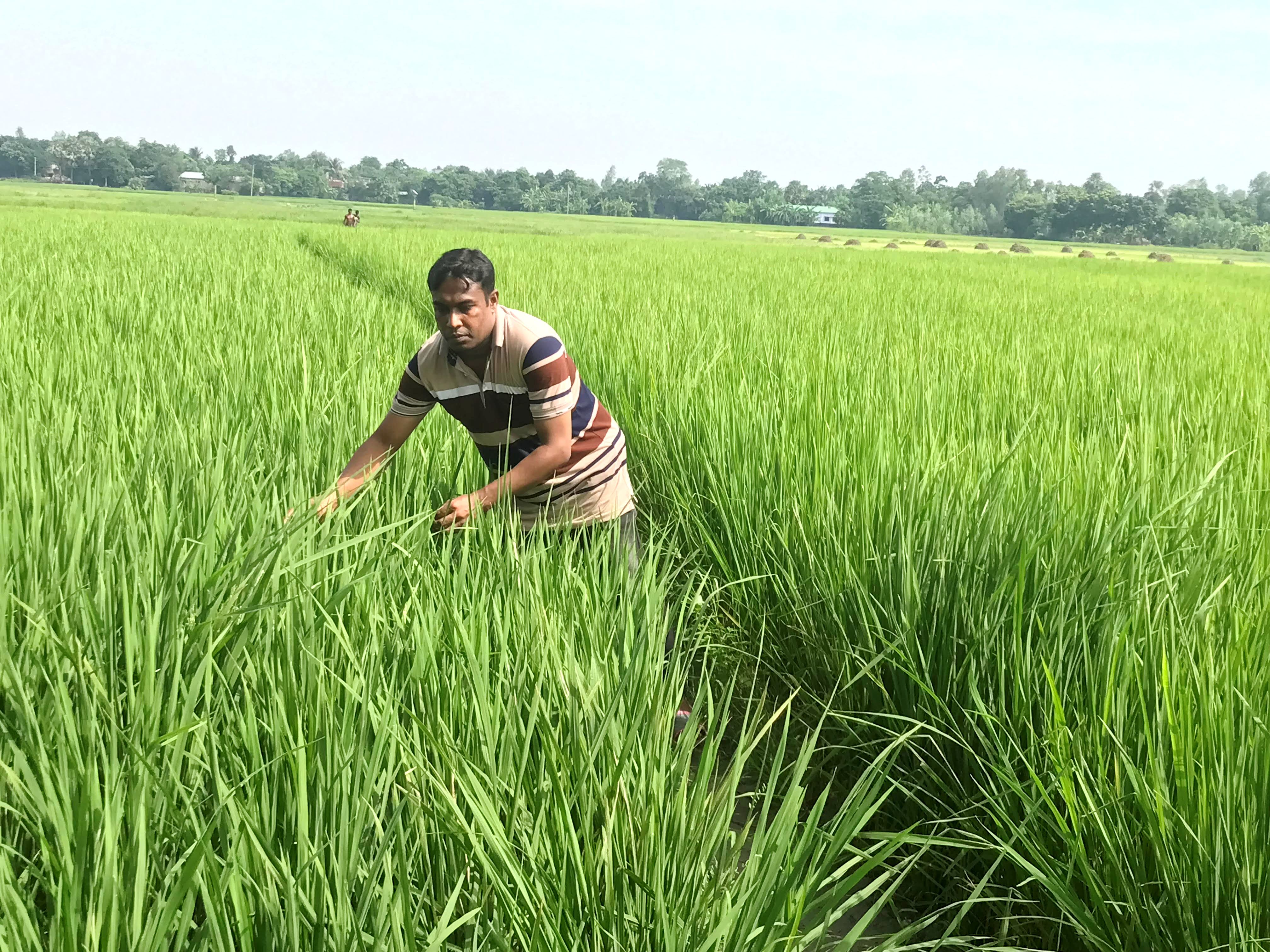 নওগাঁর আত্রাইয়ে আমন ধানের সবুজ পাতায় দুলছে কৃষকের স্বপ্ন