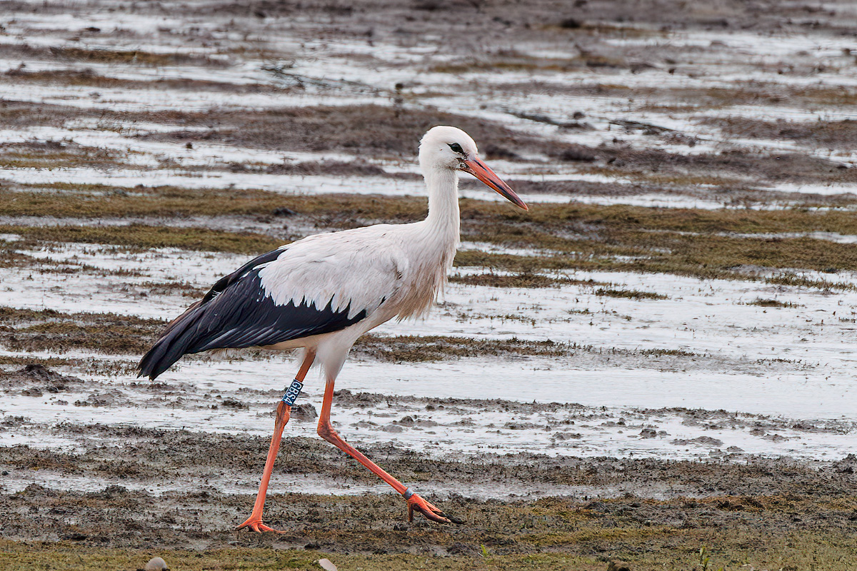 Derek Lees (@derek_lees) on Twitter photo White Stork (Ciconia ciconia) - ring number GBS4
Taken in Tad Bay at Blithfield Reservoir (WMBC Permit Only), Staffordshire, UK. 13/09/2024 #WhiteStork
<a href="/Staffsbirdnews/">Staffs Bird News</a>
<a href="/WestMidBirdClub/">West Midland Bird Club</a>
@WestMidsBirding
<a href="/RareBirdAlertUK/">RareBirdAlertUK</a> White Stork (Ciconia ciconia) - ring number GBS4
Taken in Tad Bay at Blithfield Reservoir (WMBC Permit Only), Staffordshire, UK. 13/09/2024 #WhiteStork
<a href="/Staffsbirdnews/">Staffs Bird News</a>
<a href="/WestMidBirdClub/">West Midland Bird Club</a>
@WestMidsBirding
<a href="/RareBirdAlertUK/">RareBirdAlertUK</a>