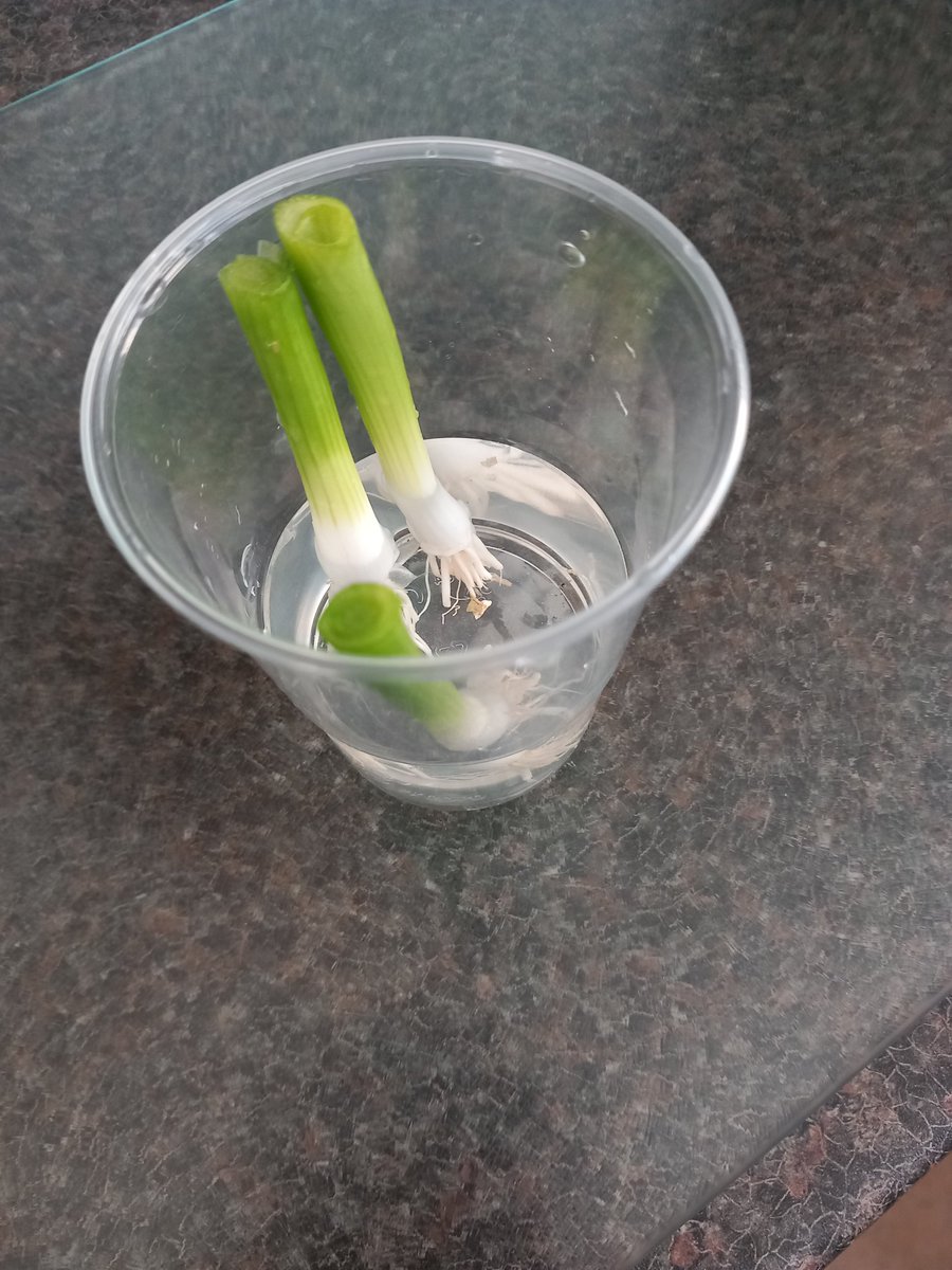 Growing bulbs: chop off the tops of spring onions and place in water. They will regrow the shoot really quickly (in warm weather a few millimetre growth in hours, and centimetres over the next few days)