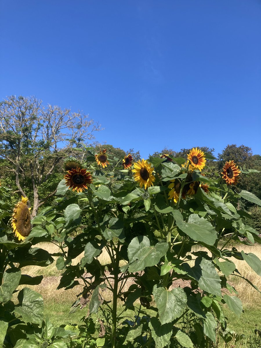 Check out the happy bees in The Pines Garden!
Join us this weekend, open 10am - 4pm 🌱🌞🐝