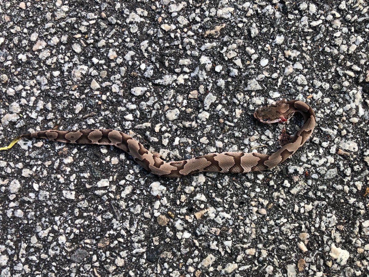 Georgia Southern Herp Collection (@herpgsu) on Twitter photo We get many road-killed specimens. However, this lovely #Copperhead was on the city walking trail. Precision damage to the head suggests it was killed on purpose. Our collection holds 219 specimens. #snakes We get many road-killed specimens. However, this lovely #Copperhead was on the city walking trail. Precision damage to the head suggests it was killed on purpose. Our collection holds 219 specimens. #snakes