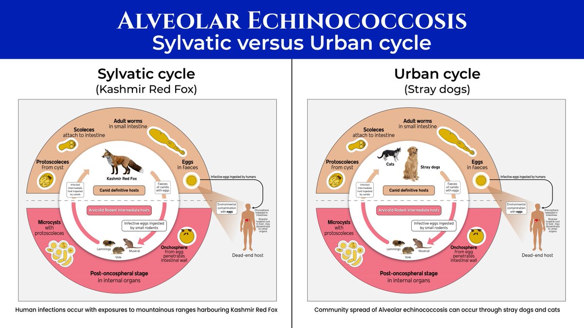 Biological, Epidemiological, and Clinical Aspects of Echinococcosis, a  Zoonosis of Increasing Concern | Clinical Microbiology Reviews, image size:1200x675