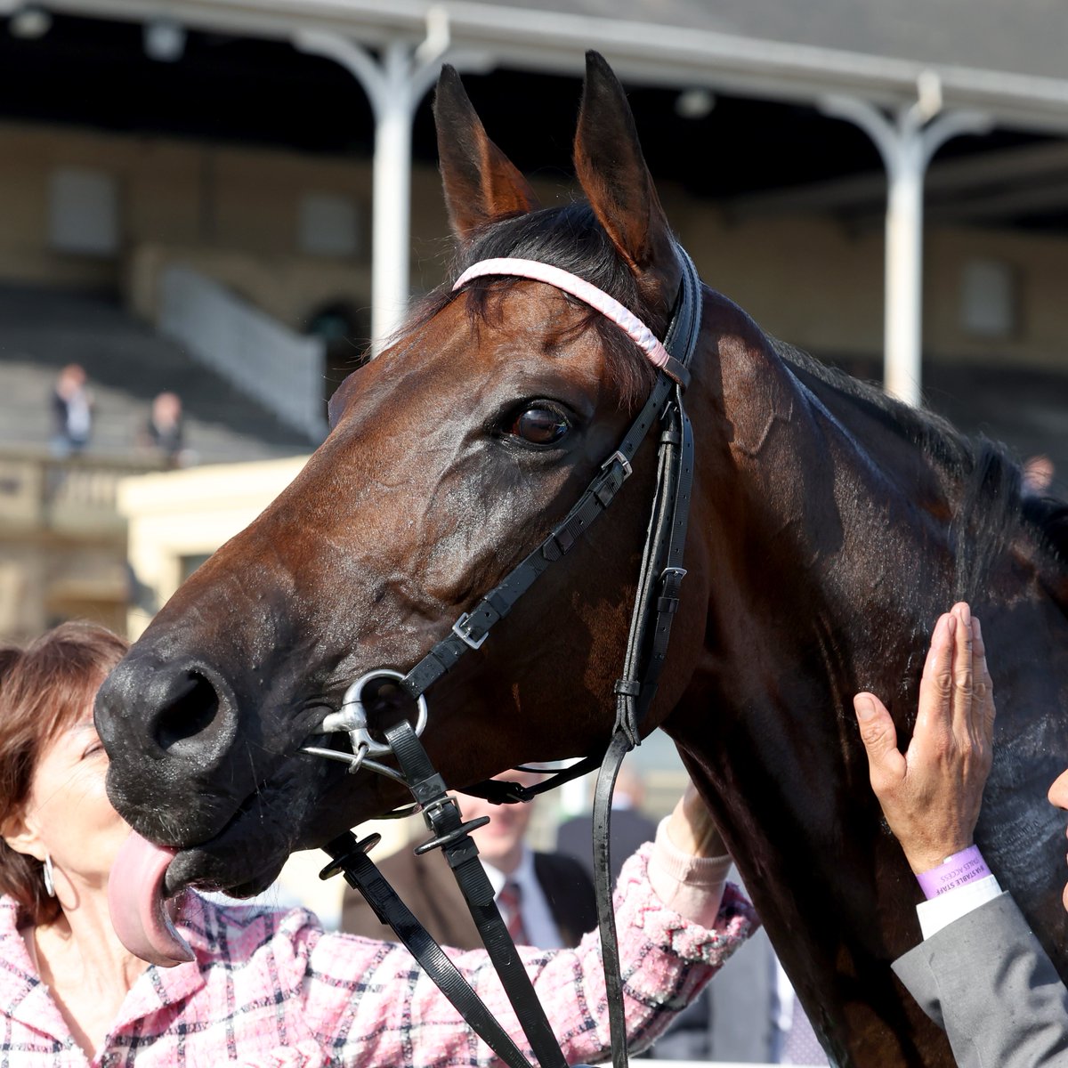 Champions_Day's tweet image. Cheeky tongue out from a happy Sweet William 😛