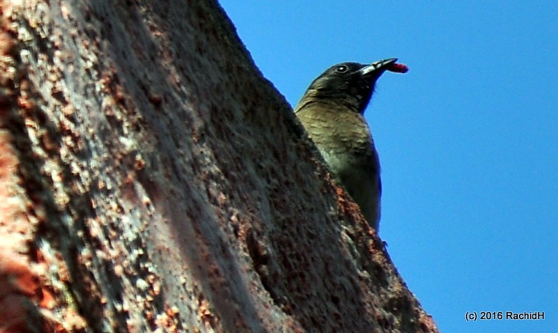 rachidH's tweet photo. #Bulbul #CommonBulbul #Pycnonotus #Pbarbatus #BulbulDesJardins #Maadi #Cairo #Egypt #Ornithology
Rachid H shared a photo with you from the Flickr app! Check it out:
https://t.co/AERtPDJLEt https://t.co/TDzBEmL2yY